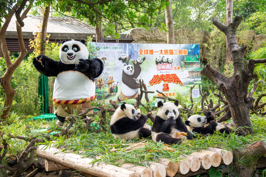 Po visits his kin at Chimelong Safari Park in Guangzhou, China. (Credit: Chimelong)